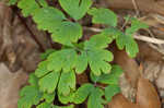 Eastern false rue anemone